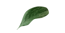 Cheery-Leaf-2