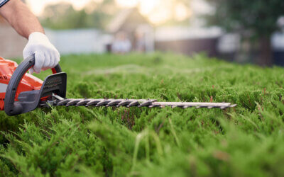 When is the best time to prune a hedge?