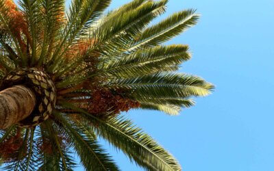 The Importance of Palm Tree Maintenance