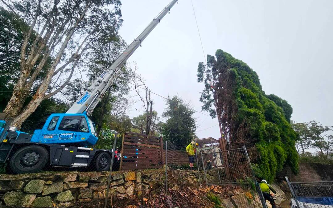 Removal of a cypress pine trees using a crane
