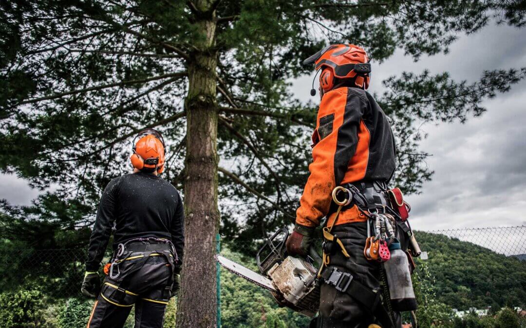 Two arborists plan to prune a tree