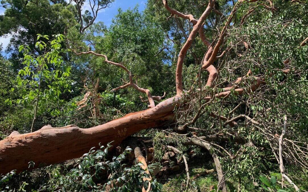 large fallen tree