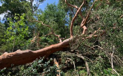 Is your large tree unsafe?